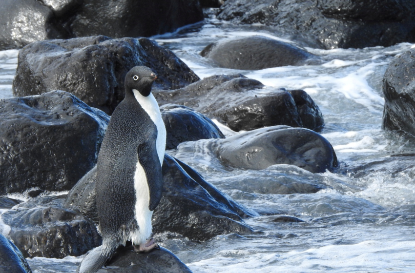  An Antarctic penguin ends up on New Zealand shore, 3100 miles from home – NPR