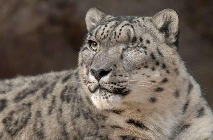  Three snow leopards at Nebraska zoo die from COVID-19 complications – USA TODAY