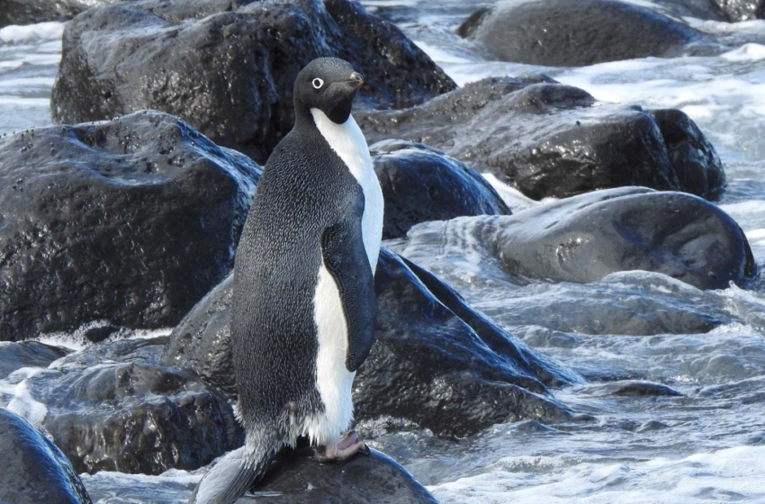  Rare penguin wanders 1900 miles from Antarctica to New Zealand – New York Post