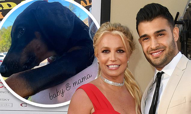  Sam Asghari gives his fans an inside look into Britney Spears post-conservatorship life – Daily Mail