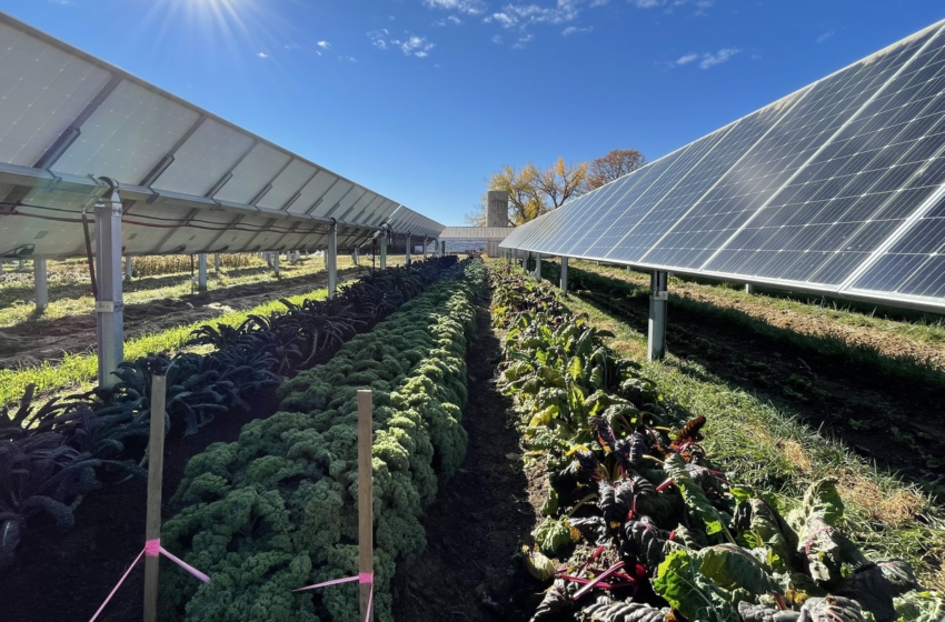  This Colorado solar garden is literally a farm under solar panels – NPR