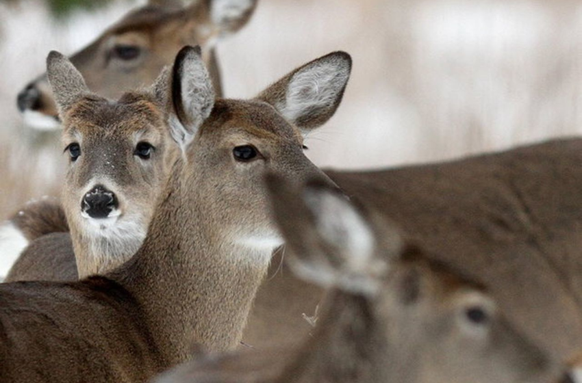  After coronavirus found in deer, hunters should take precautions, doctor says – MLive.com