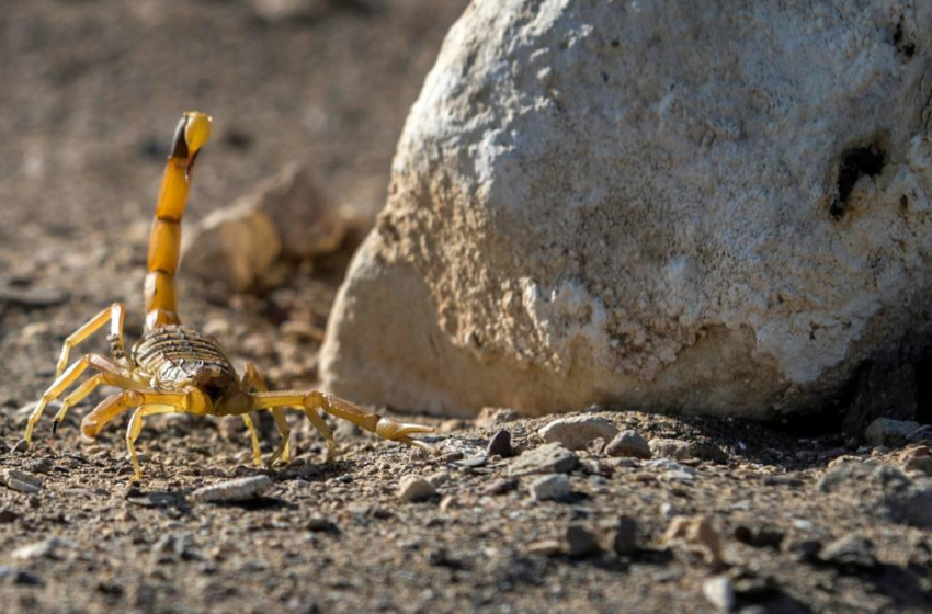  More than 500 hospitalized with stings after storms wash scorpions into peoples homes in Egypt – CBS News