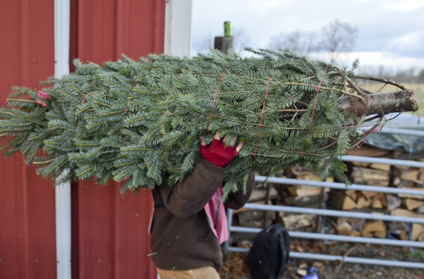  Get ready for a Christmas tree shortage, as supply chain issues and climate change team up – CNBC