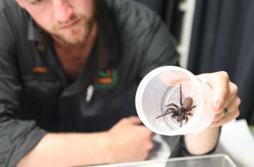  Megaspider is biggest of its kind weve ever seen, Australian reptile park says – KSL.com