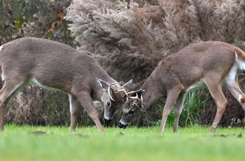  Coronavirus spreads in deer and other animals. Scientists worry about what that means for people – CNN