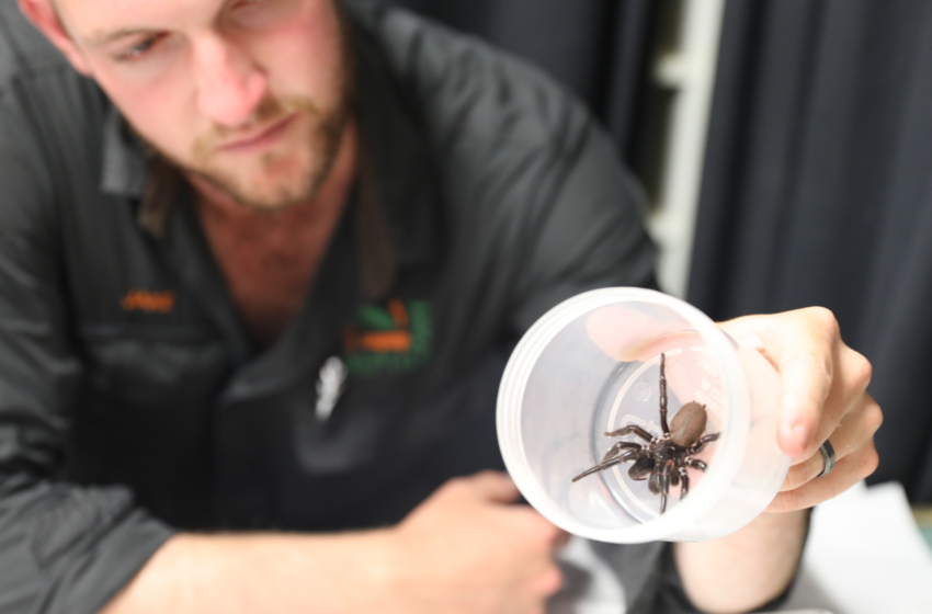  Megaspider turned in to Australian zoo – NPR