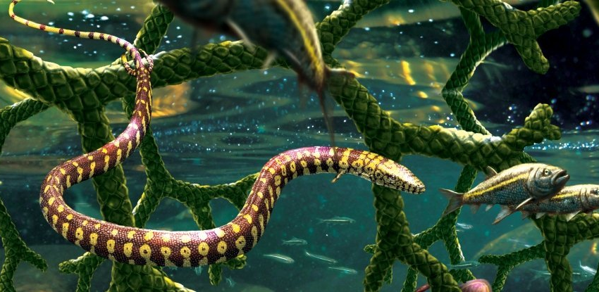  Famous Discovery of Four-Legged Snake Fossil Turns Out to Have a Twist in The Tale – ScienceAlert