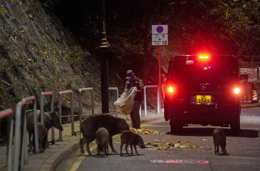  Hong Kong declares wild boars fair game after animal attacks – Associated Press