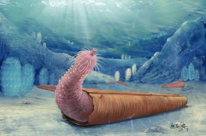  Ferocious penis worms were the hermit crabs of the ancient seas – Livescience.com