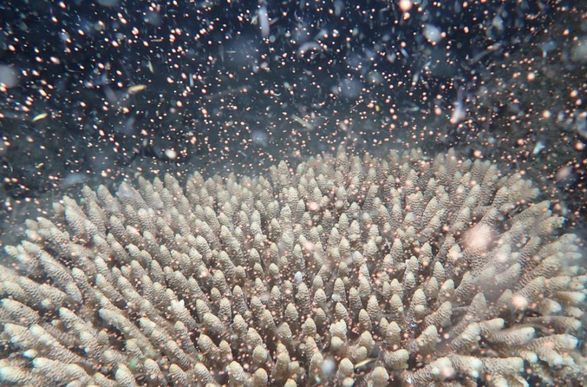  Great Barrier Reef explodes into life in magical spawning event – CNN