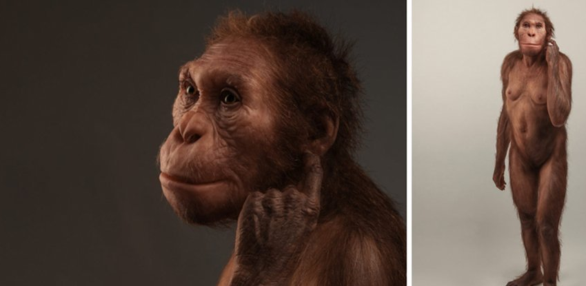  This Ancient Human Relative Walked Like a Human, But Climbed Like an Ape – ScienceAlert