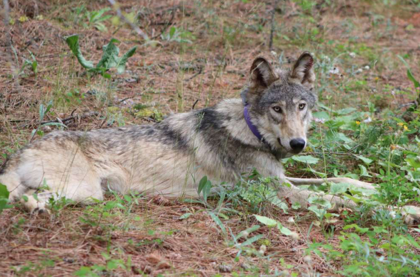  A storied gray wolf has been killed in Southern California – NPR