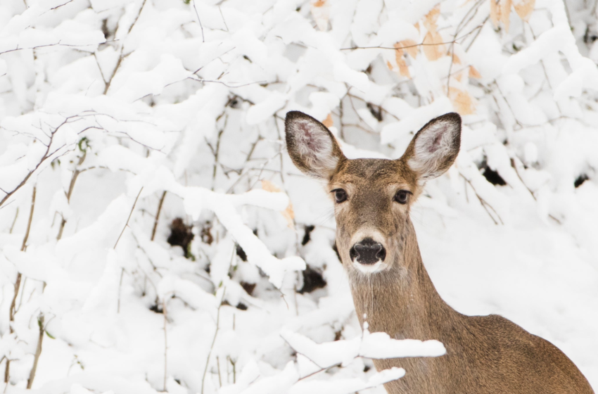  New Hampshire, Vermont asked to test deer for COVID-19 – Boston.com