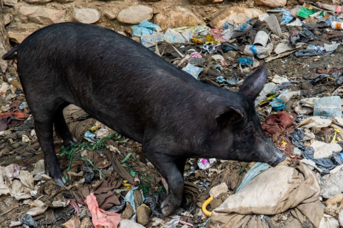  40 ans après, la maladie qui a causé l’abattage des cochons créoles refait surface en Haïti