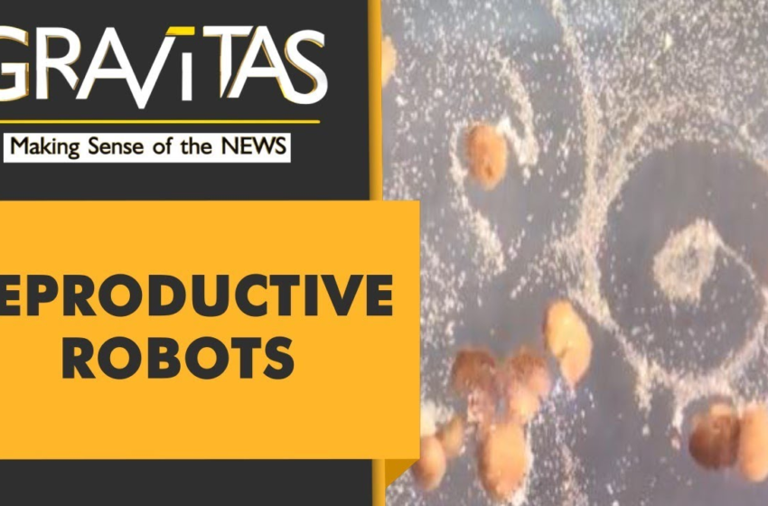  Gravitas: These robots can produce babies | Xenobots capable of self-replicating – WION