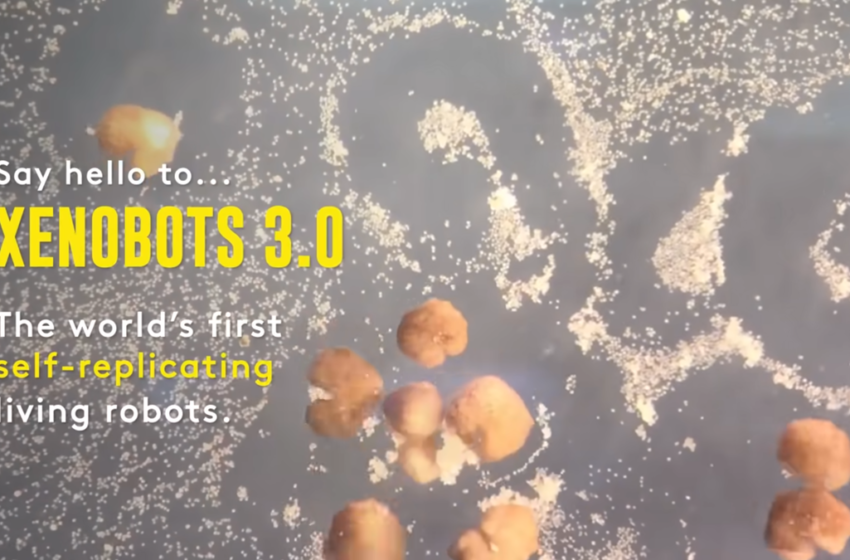  Tiny Living Robots Figured Out How to Reproduce – Gizmodo