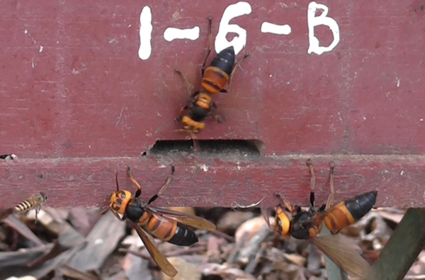  Honey Bees ‘Scream’ Like Mammals When Attacked by Giant Hornets – Gizmodo