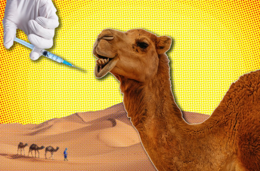  Camels kicked out of beauty pageant for using Botox, lose $66M prize – New York Post