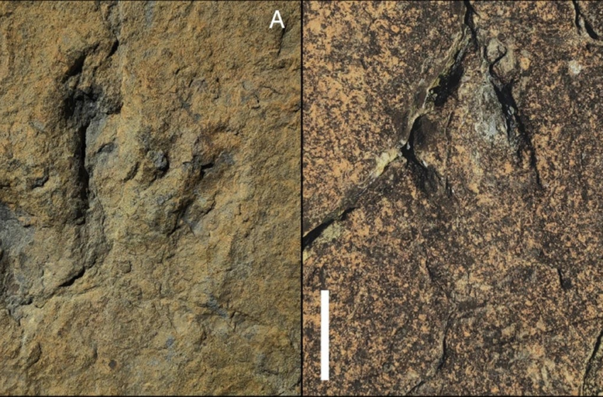  120-Million-Year-Old Footprints Reveal a Scary-Fast Dinosaur – Gizmodo