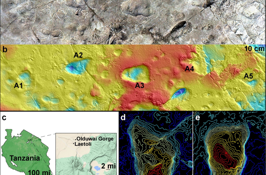  Archaeology Mystery Solved: Strange Footprints From Laetoli, Tanzania, Are From Early Humans – SciTechDaily