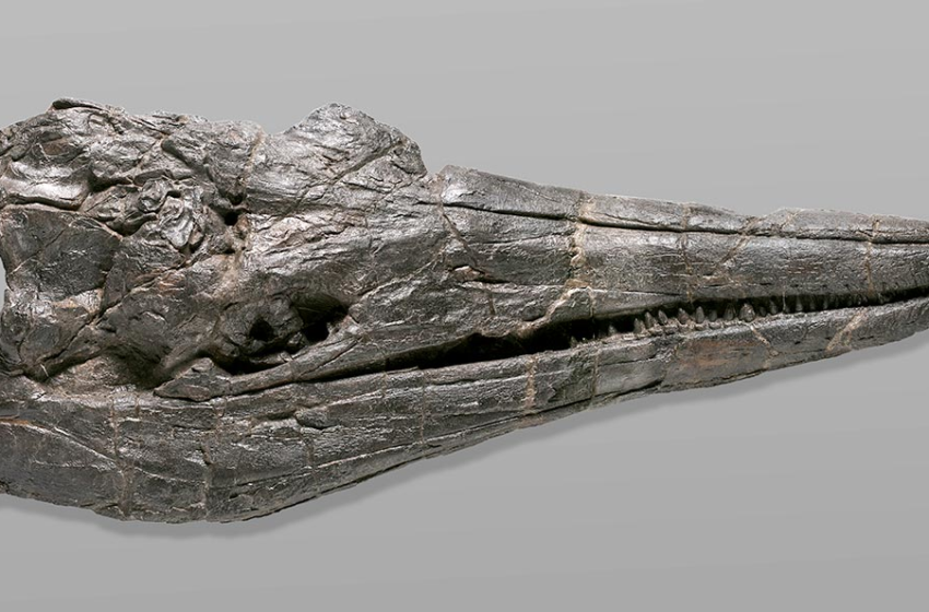  Earth’s First Giant: Newly Discovered Species of Ichthyosaur Was Behemoth of Dinosaurian Oceans – SciTechDaily