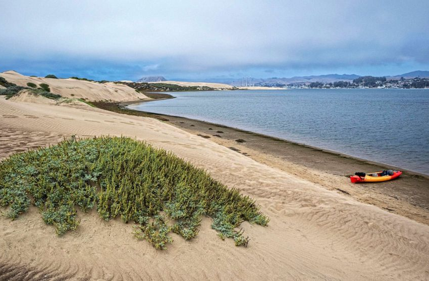  Surfer killed in apparent great white shark attack at California beach – ABC News