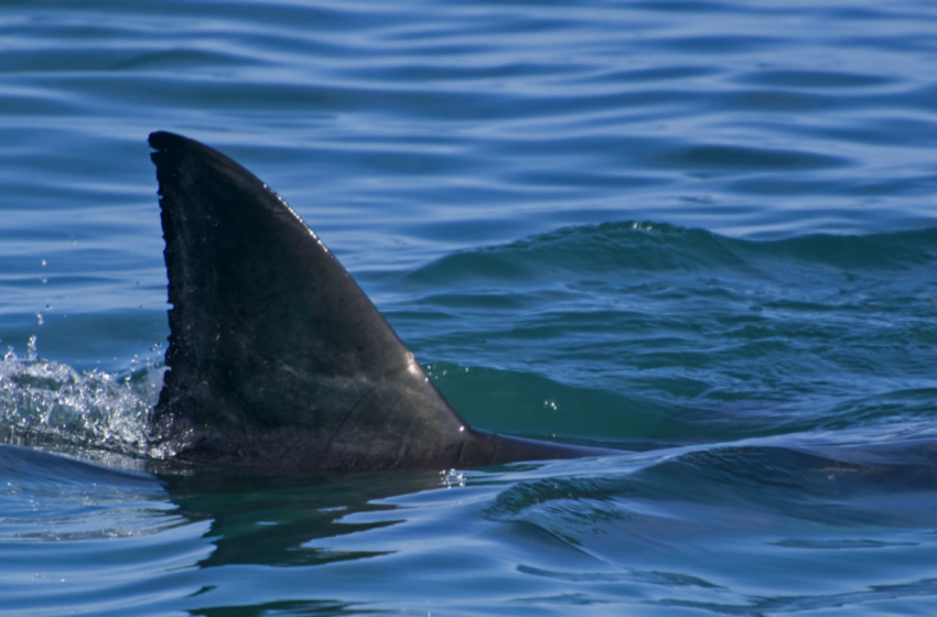  Boogie boarder killed in apparent great-white shark attack in Morro Bay, California, police say – KFSN-TV