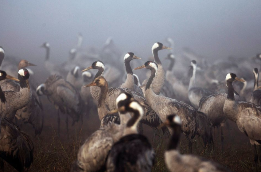  Bird flu kills thousands of cranes in Israel, poultry also culled – Reuters