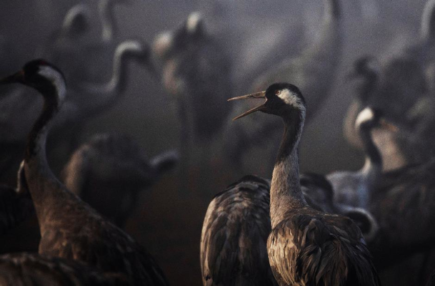  Thousands of cranes killed by bird flu in worst blow to wildlife in Israels history – CNN