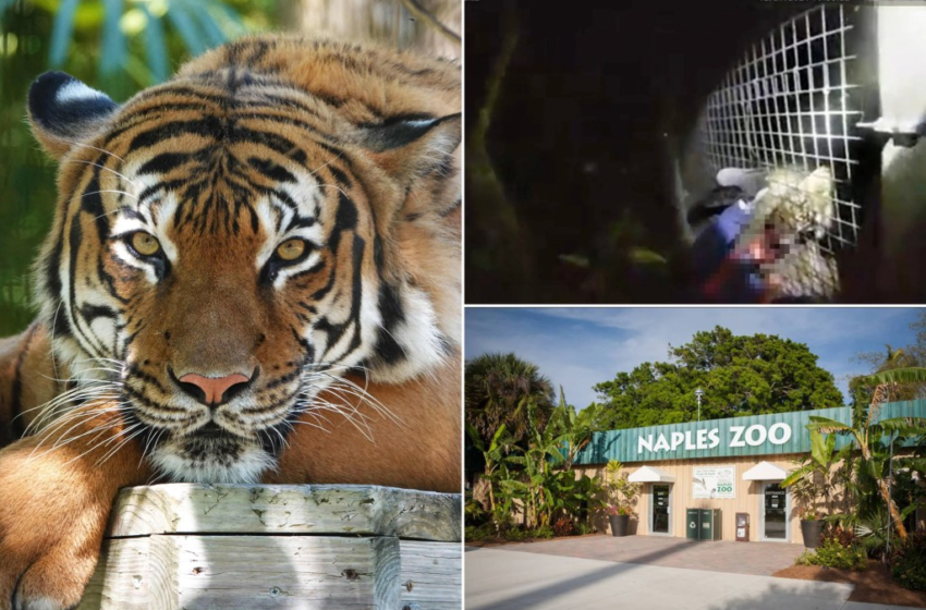  Chilling video captures cop killing tiger as it attacks screaming zoo worker – New York Post