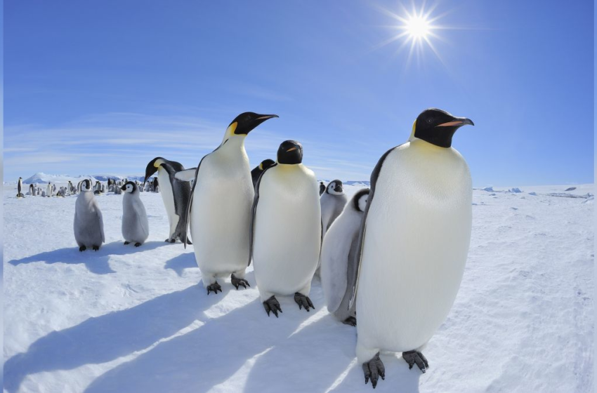  Rare total solar eclipse over Antarctica dazzles … the penguins – Livescience.com