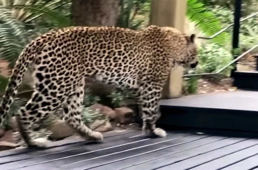  A leopard grabbed her son so this mother chased the animal down until it let the boy go. – USA TODAY