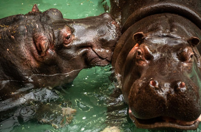  Runny-nosed hippos test positive for Covid-19 in Belgium – CNN