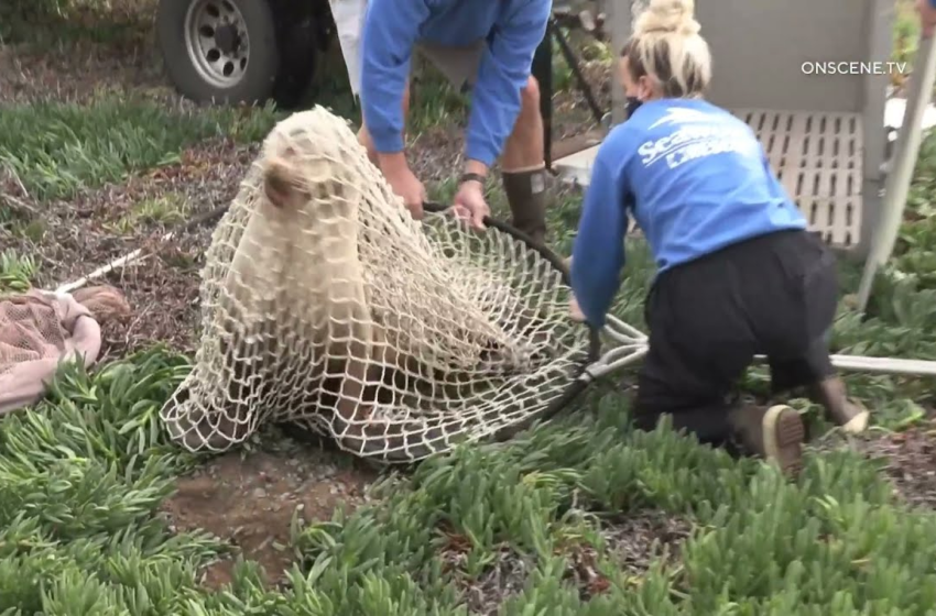  Sea lion rescue on San Diego freeway – CBS 8 San Diego