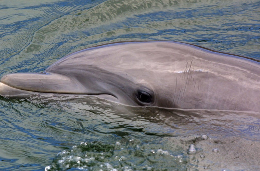  Dolphins Have a Fully Functional Clitoris, Study Finds – Gizmodo