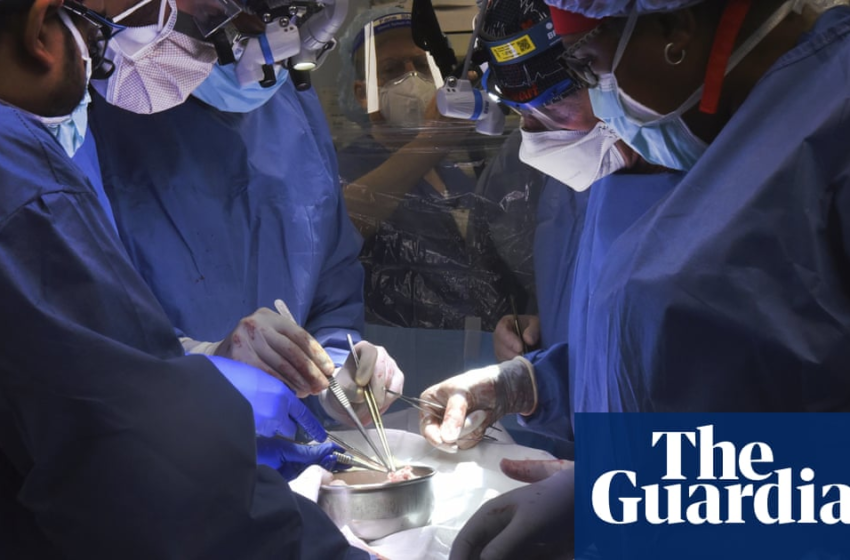  Maryland doctors transplant pig’s heart into human patient in medical first – The Guardian