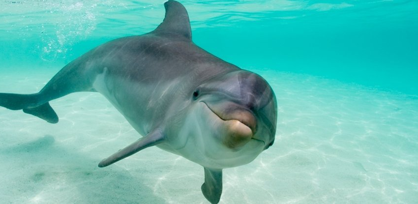  The Dolphin Clitoris Is Full of Surprises, Scientists Discover – ScienceAlert