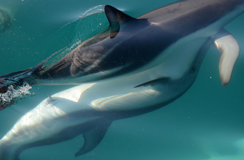  Researchers Discover Dolphin Females Have Working Clitoris – “Surprisingly Similar” to the Shape in Humans – SciTechDaily