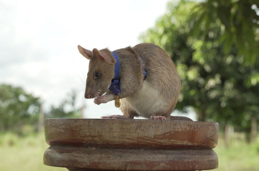  Magawa, the hero rat who sniffed out landmines, has died – CNN