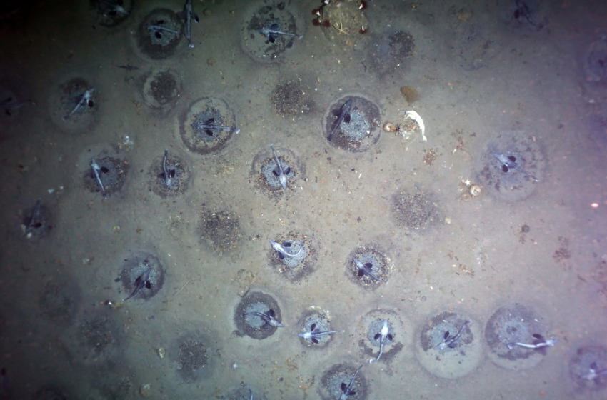  “Spectacular Discovery” in Antarctica: Massive Icefish Breeding Colony With 60 Million Nests – SciTechDaily