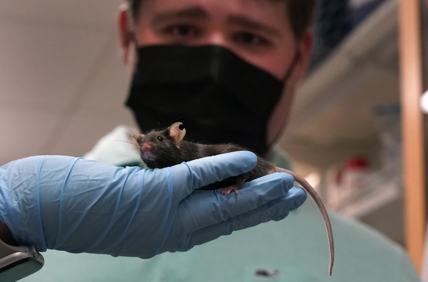  Jakes mice: Searching for answers to the puzzle of autism – Associated Press