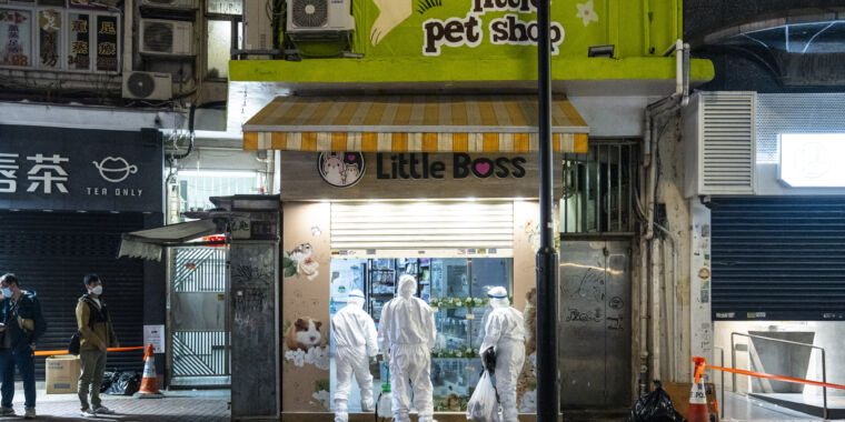  COVID-infected hamsters in pet shop trigger animal cull in Hong Kong – Ars Technica