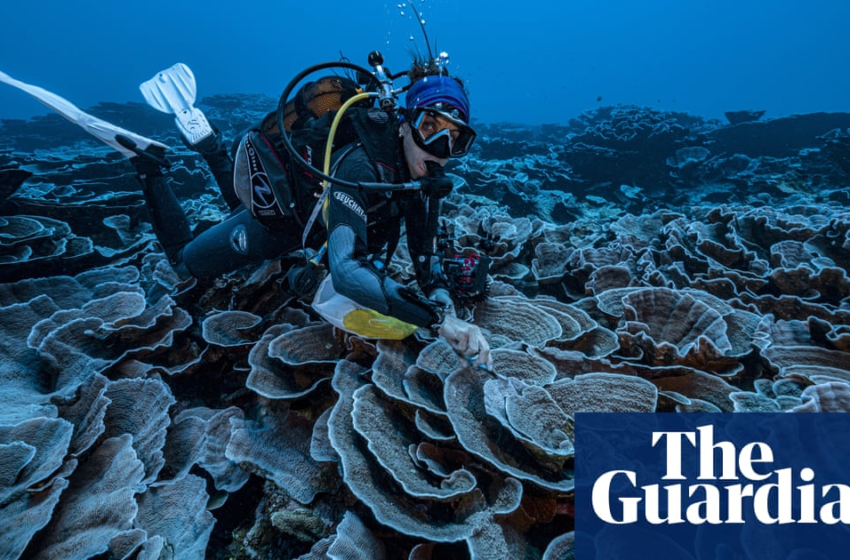  ‘Like a work of art’: rare stretch of pristine coral reef discovered off Tahiti – The Guardian