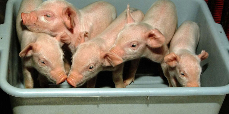  The genetic engineering behind pig-to-human transplants – Ars Technica