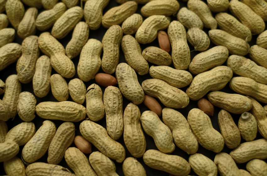  Early treatment could tame peanut allergies in small kids – Associated Press