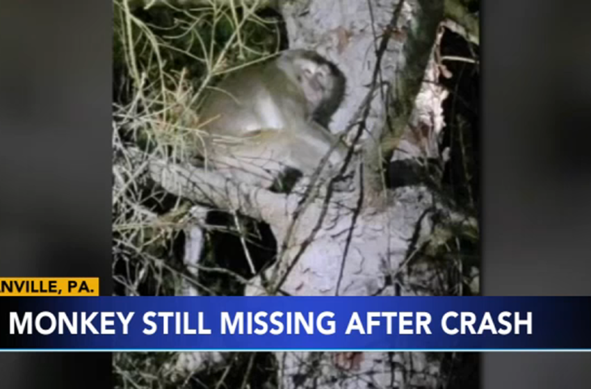  Monkey truck crash: Vehicle with 100 primates crashes in Danville, Pennsylvania; 1 may be on the loose, police say – KTRK-TV