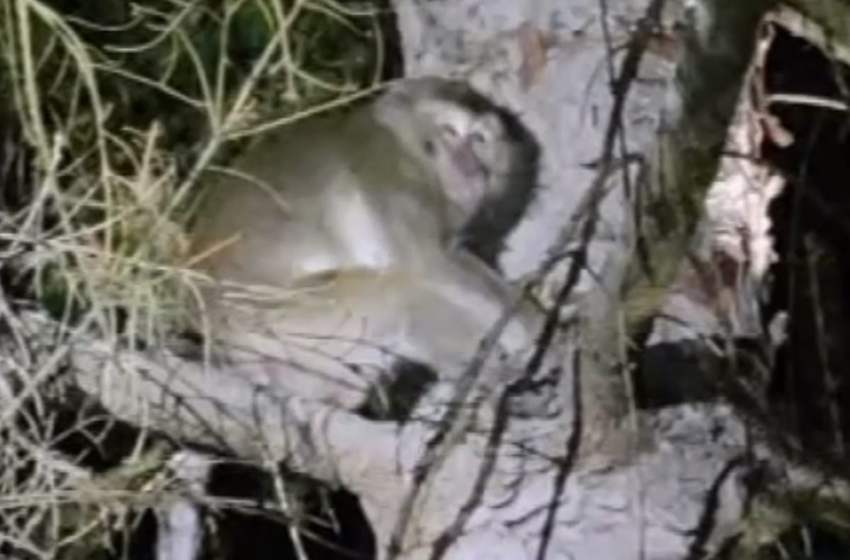  Truck carrying 100 monkeys crashes in Pennsylvania – New York Daily News