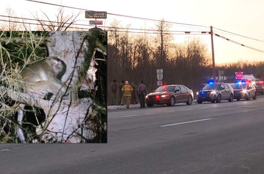  Monkey truck crash: Vehicle with 100 primates crashes in Danville, Pennsylvania; all accounted for after escape, police say – WABC-TV