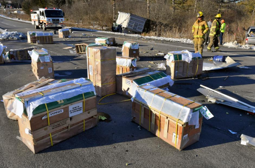  All monkeys accounted for after trailer crashes in Pennsylvania – CNN